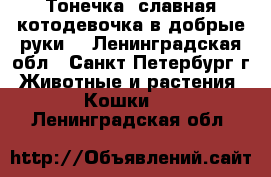 Тонечка- славная котодевочка в добрые руки! - Ленинградская обл., Санкт-Петербург г. Животные и растения » Кошки   . Ленинградская обл.